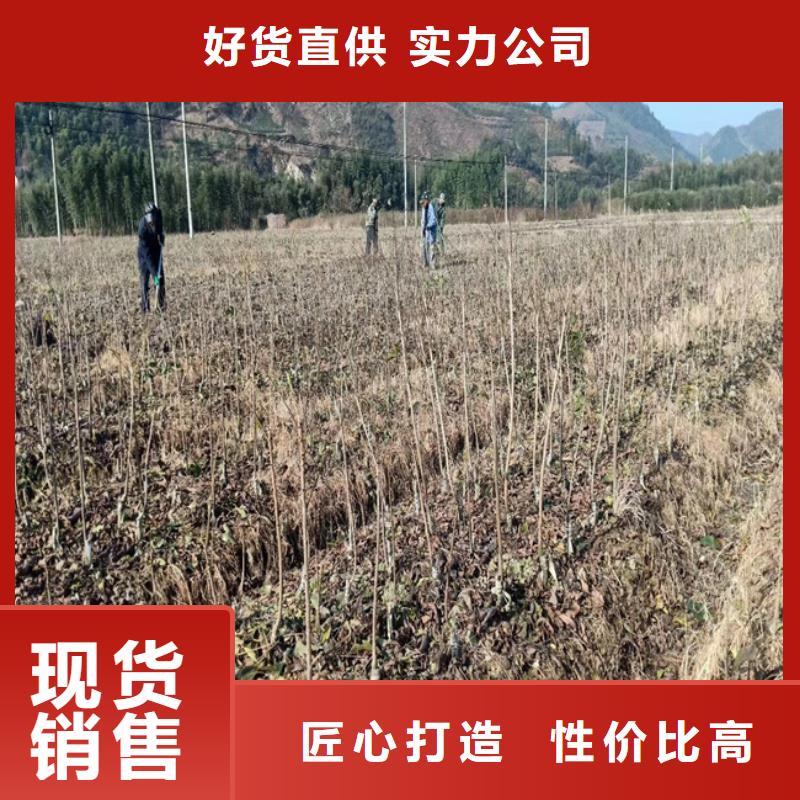 碧根果苗成活率高