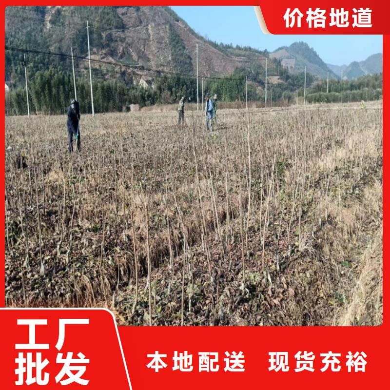 碧根果草莓苗为品质而生产