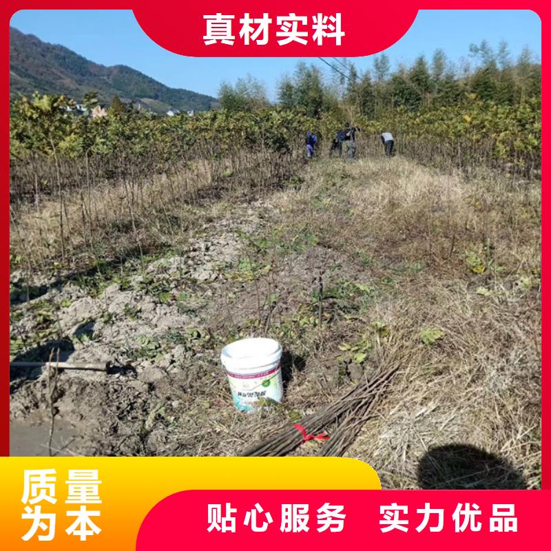 碧根果_【梨树苗】优选厂家