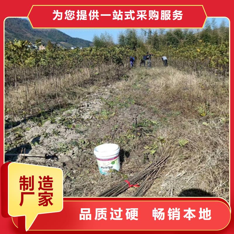 碧根果苹果苗厂家十分靠谱