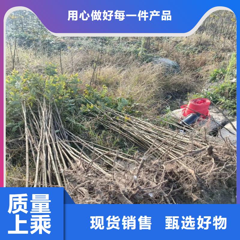 碧根果苗成活率高