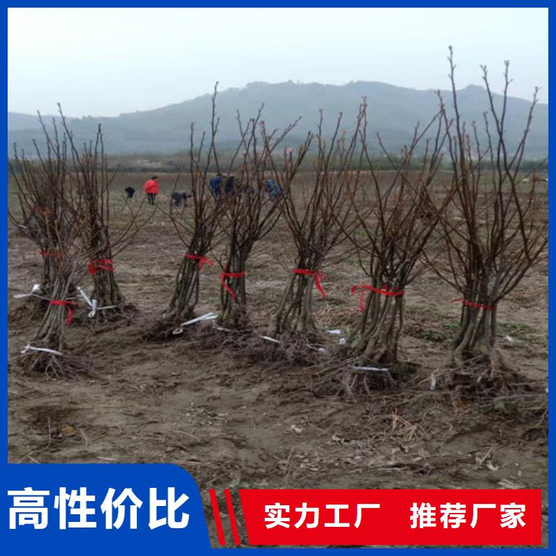 碧根果_【梨树苗】优选厂家