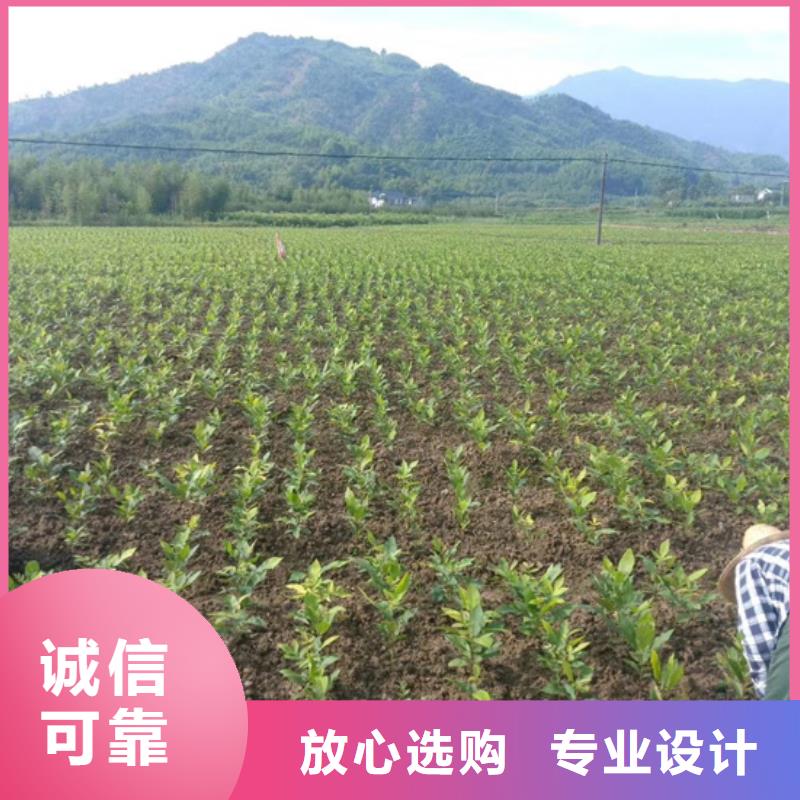 碧根果李子苗专注品质
