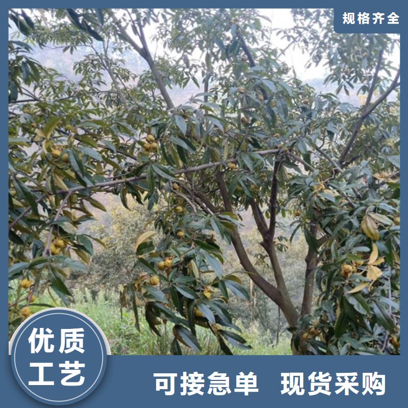 碧根果苗成活率高