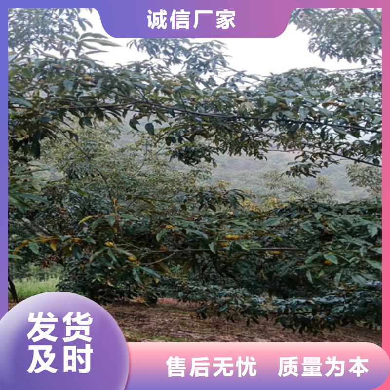 碧根果【无花果苗】好货采购