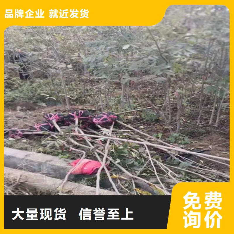 碧根果苗成活率高