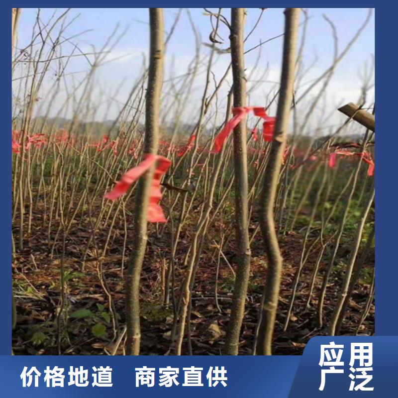 碧根果苗成活率高