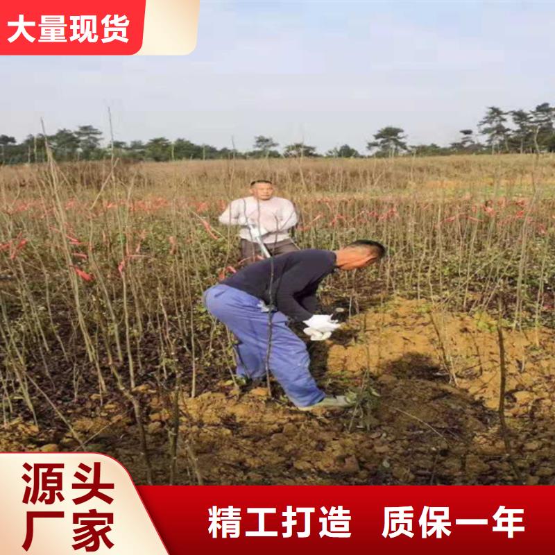 碧根果苗成活率高