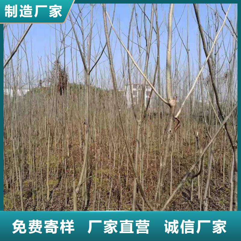 碧根果苗成活率高