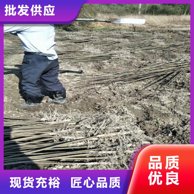 碧根果-苹果苗工厂采购