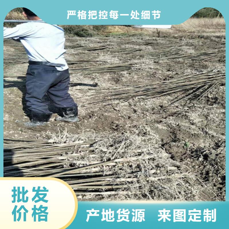 碧根果梨树苗工厂采购