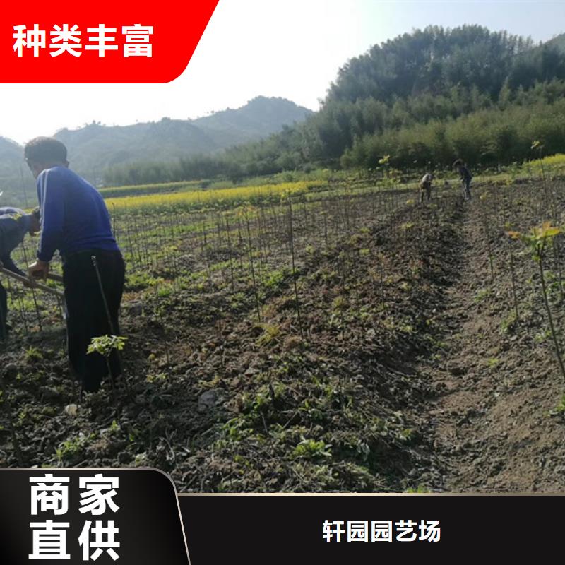 碧根果樱桃苗工艺精细质保长久