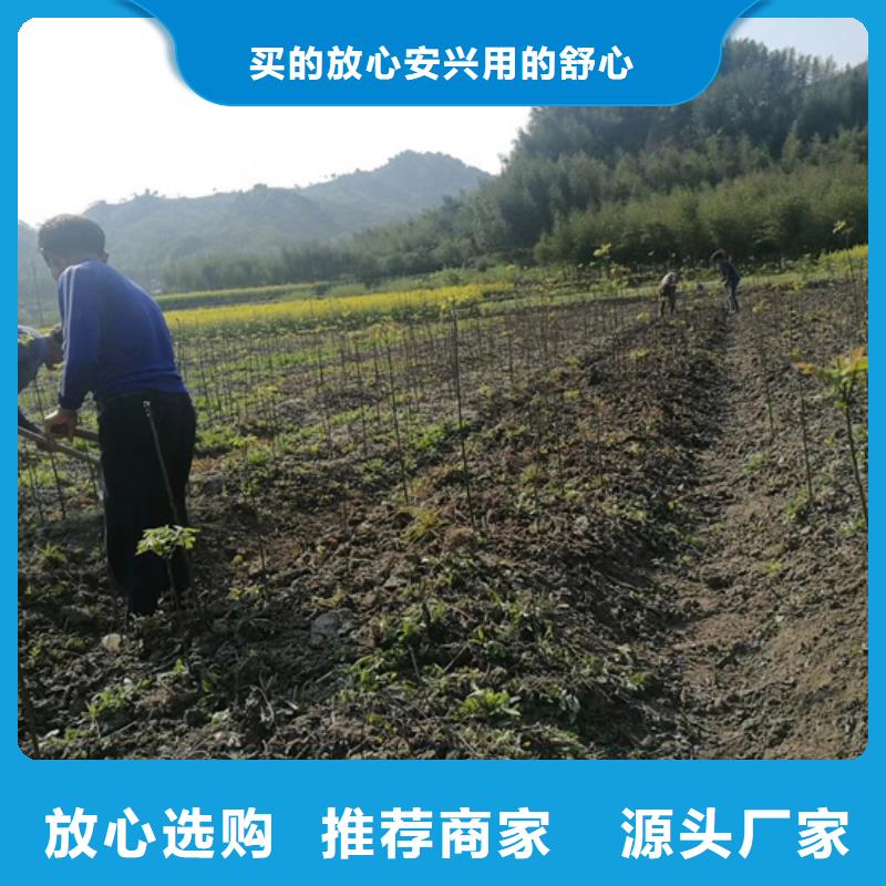 碧根果-苹果苗工厂采购