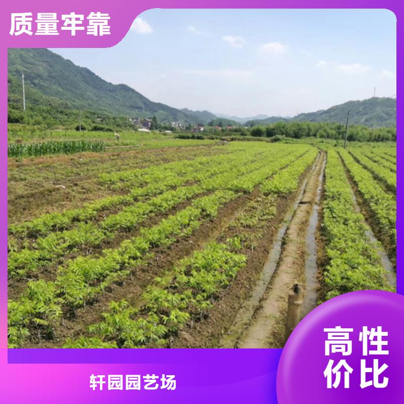 碧根果【无花果苗】好货采购