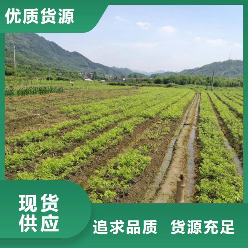 碧根果-苹果苗工厂采购