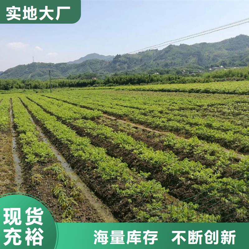 碧根果苹果苗厂家十分靠谱
