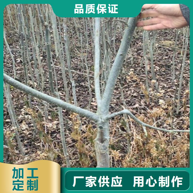 碧根果草莓苗为品质而生产