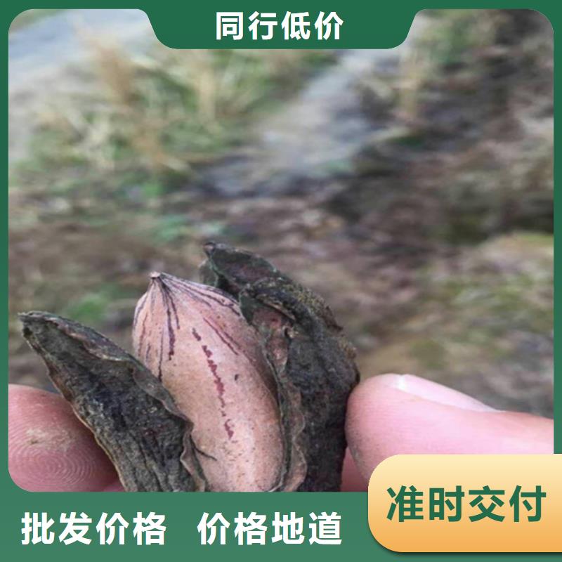 碧根果-苹果苗工厂采购
