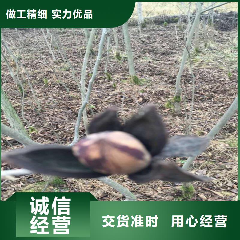 碧根果桃树苗通过检测