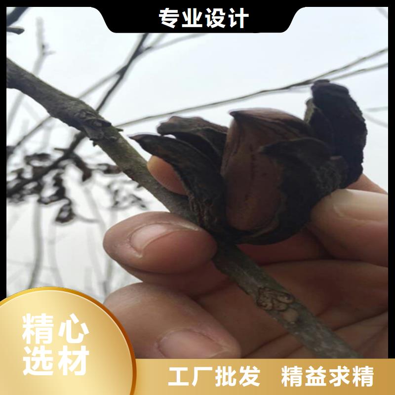 碧根果苹果苗厂家自营