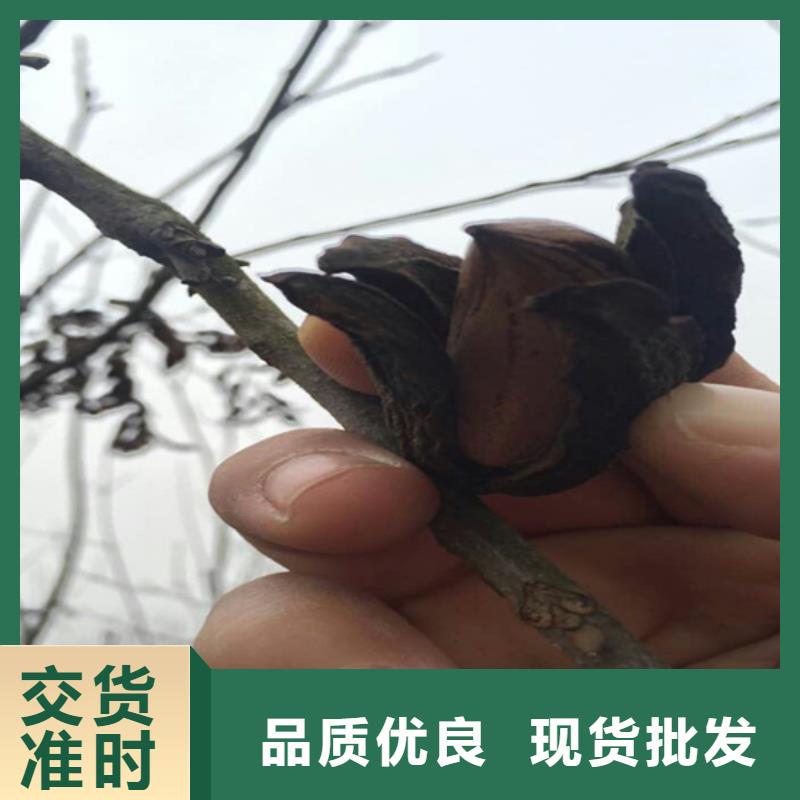 碧根果苹果苗厂家十分靠谱