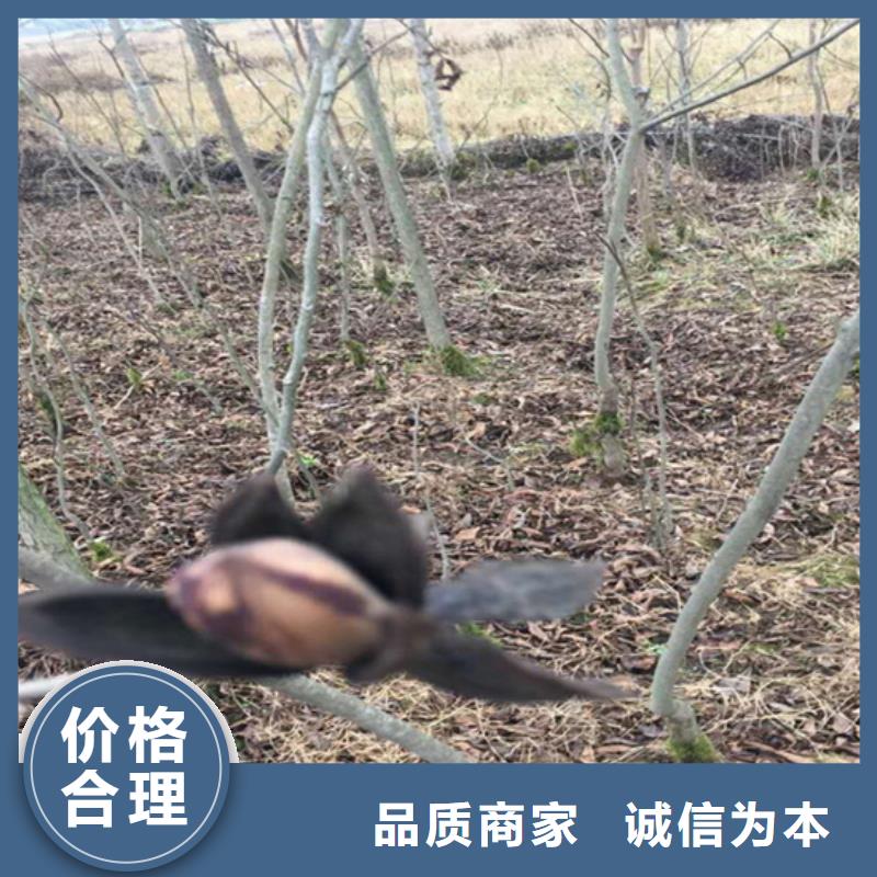 碧根果-苹果苗工厂采购