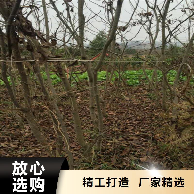 碧根果苹果苗厂家自营