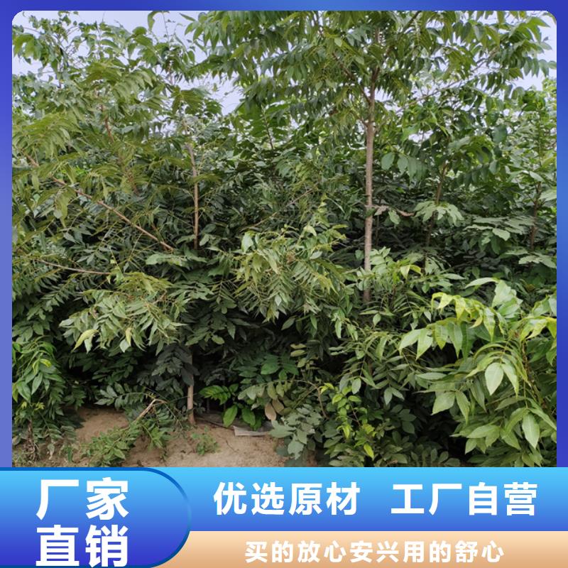 碧根果苹果苗厂家十分靠谱