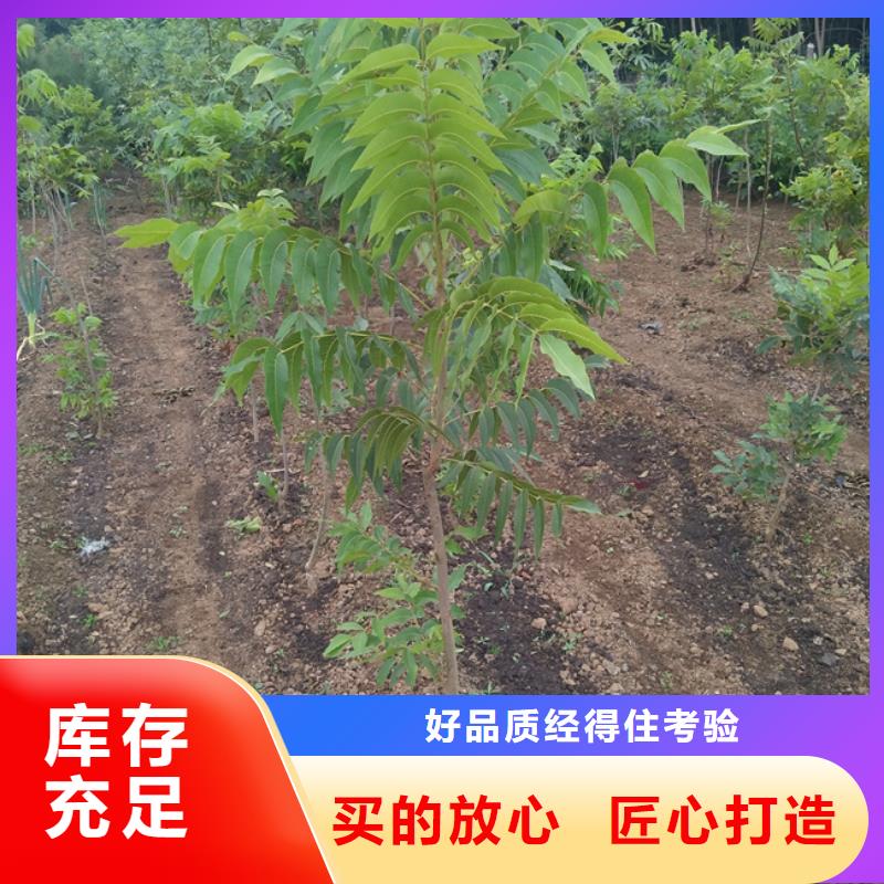 碧根果苹果苗厂家自营
