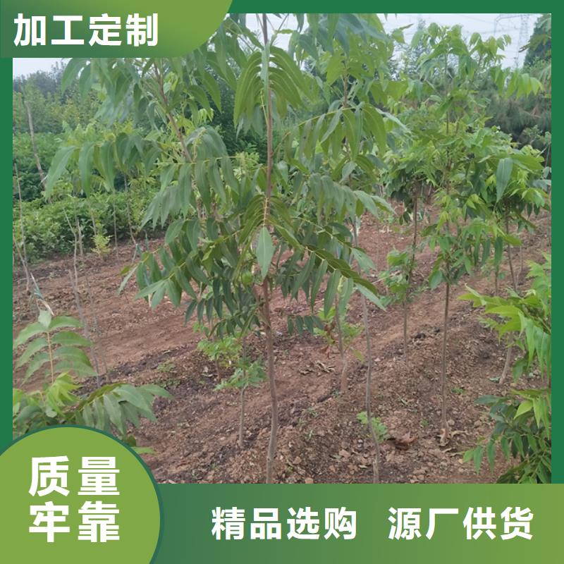 碧根果草莓苗为品质而生产