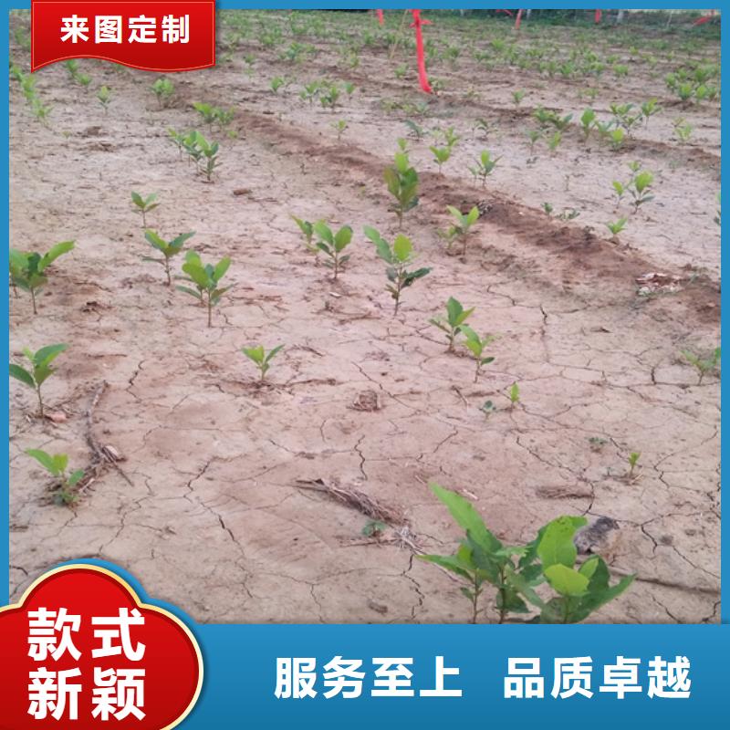 碧根果苗成活率高