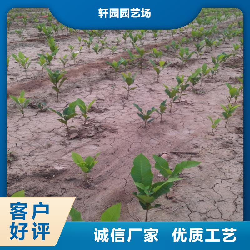 碧根果,樱桃苗高品质诚信厂家