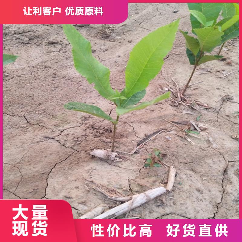 【碧根果】 石榴树多年行业经验同城制造商