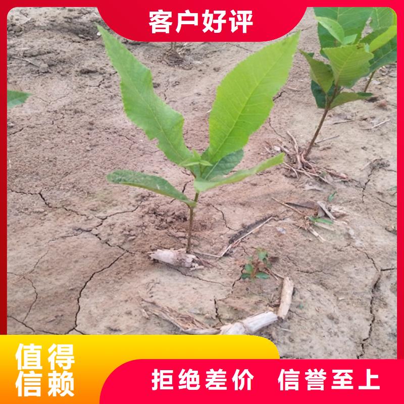 碧根果_【梨树苗】优选厂家