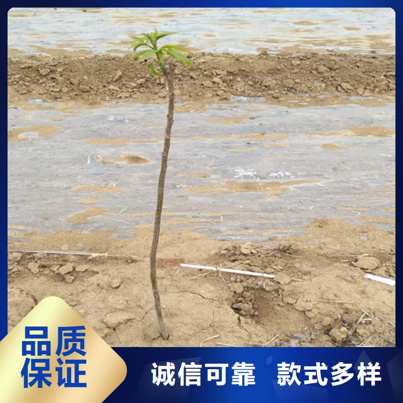 碧根果苹果苗厂家十分靠谱