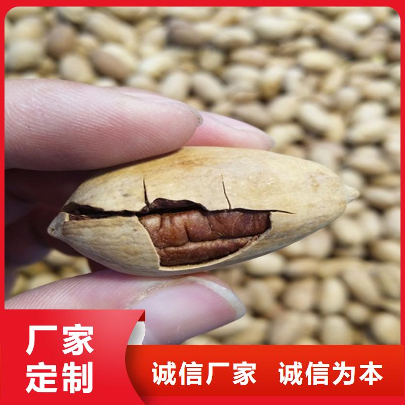 碧根果_【梨树苗】优选厂家