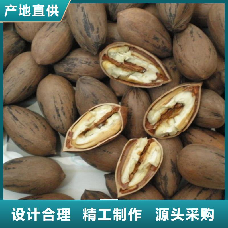 碧根果李子苗专注品质