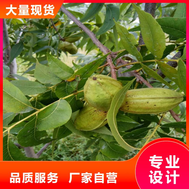 碧根果草莓苗为品质而生产