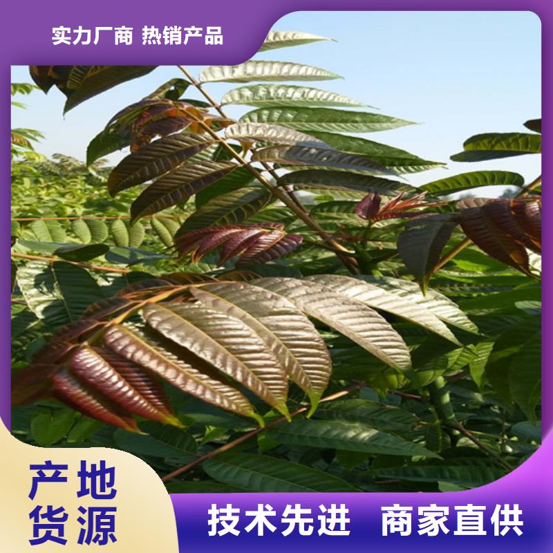 香椿苹果苗质检合格发货