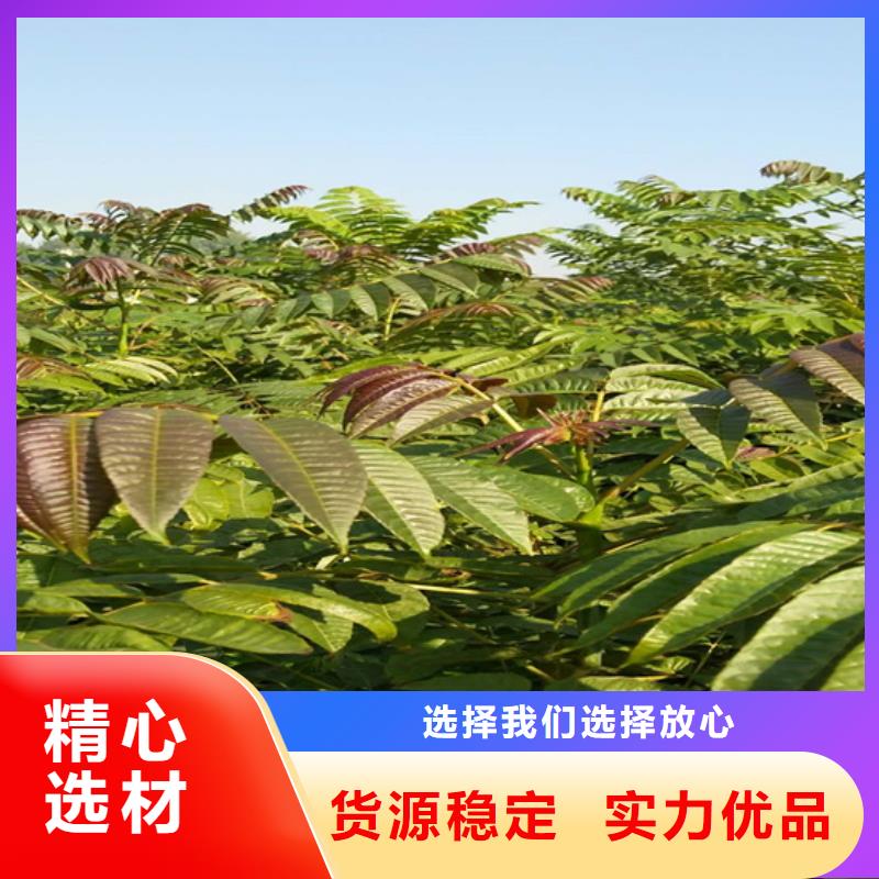 香椿_【蓝莓苗】厂家售后完善