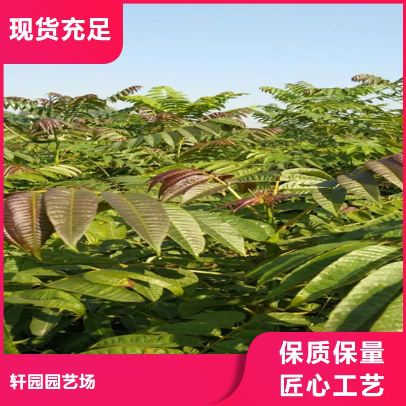香椿北美冬青专注质量