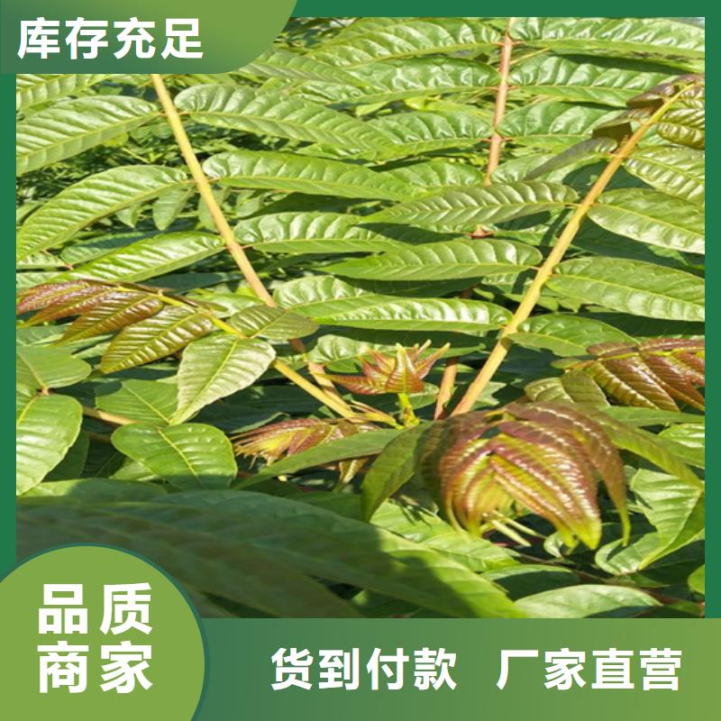 香椿苹果苗本地厂家值得信赖