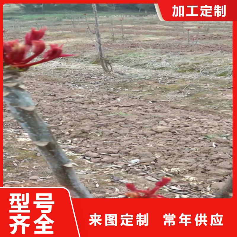 【香椿】_桃树苗品质过硬-轩园园艺场(丹东市分公司)