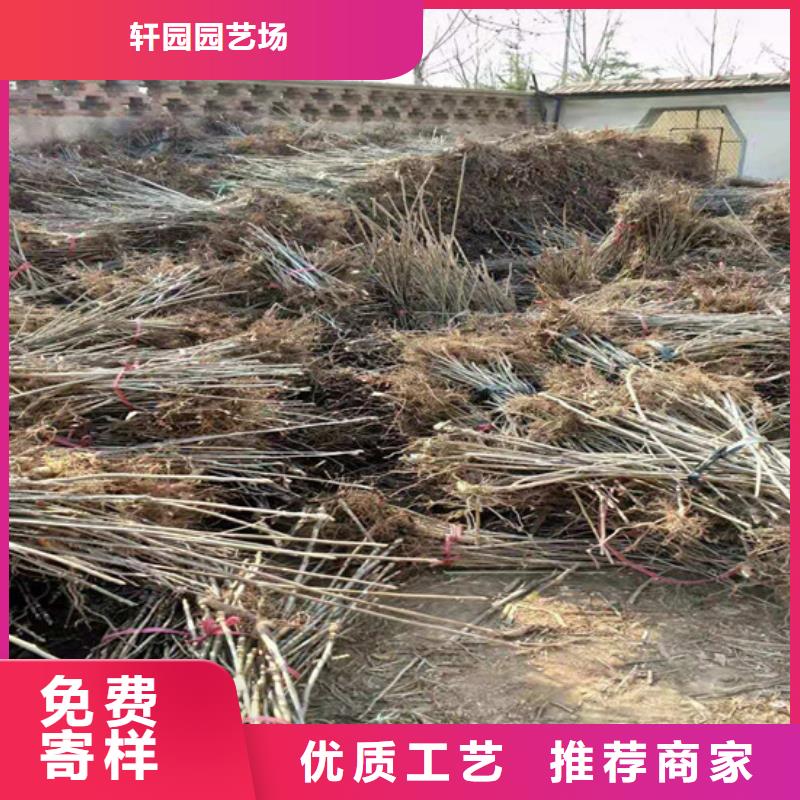 香椿【猕猴桃苗】制造生产销售