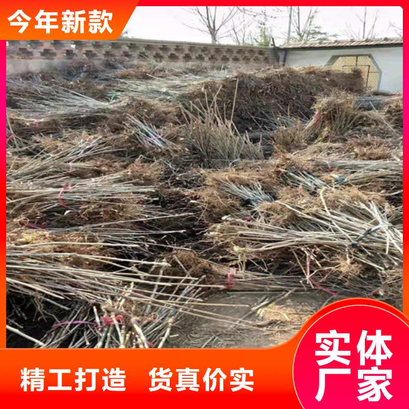 香椿樱桃苗优选原材