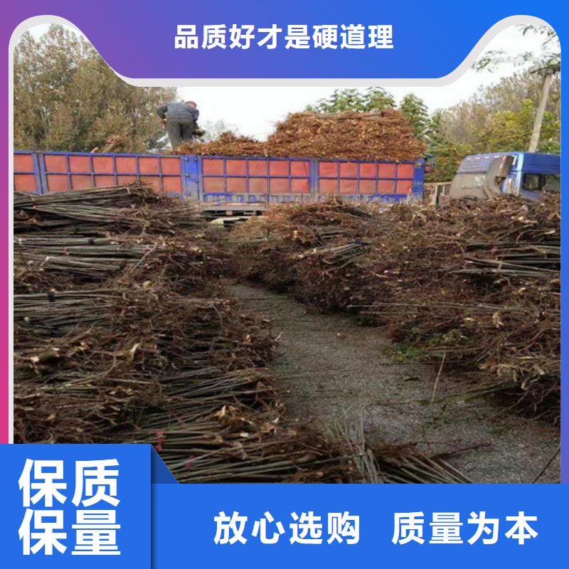 香椿樱桃苗优选原材