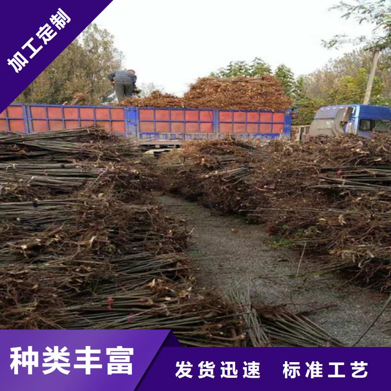 香椿苹果苗质检合格发货