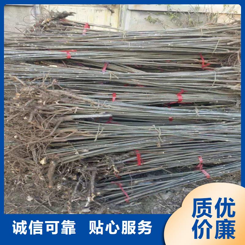 【香椿】_桃树苗品质过硬-轩园园艺场(丹东市分公司)