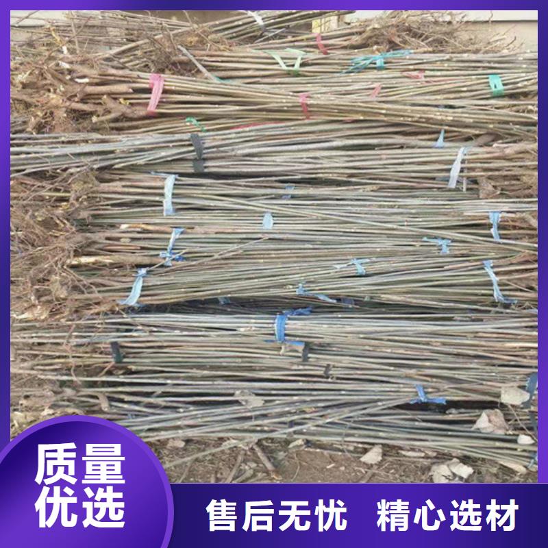 香椿樱桃苗优选原材