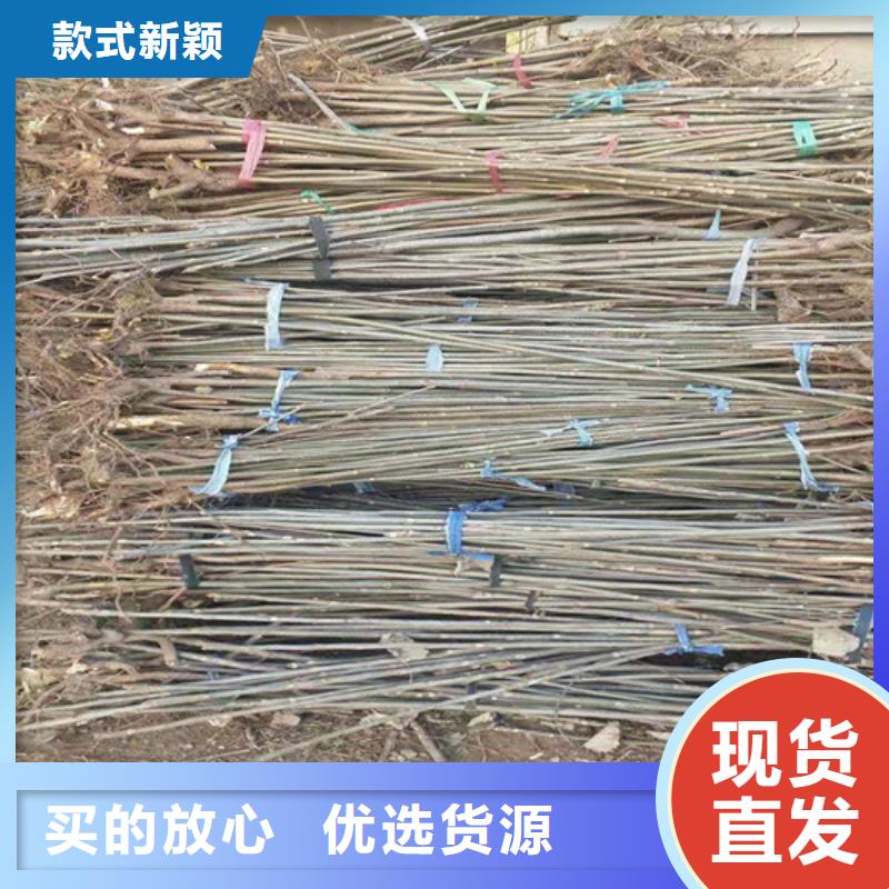 香椿-草莓苗实体诚信经营